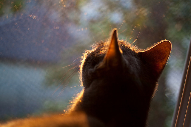 巴黎之夜的冰与火，当卢卡库闪耀欧冠，喀麦隆却在法国杯书写寒带寓言