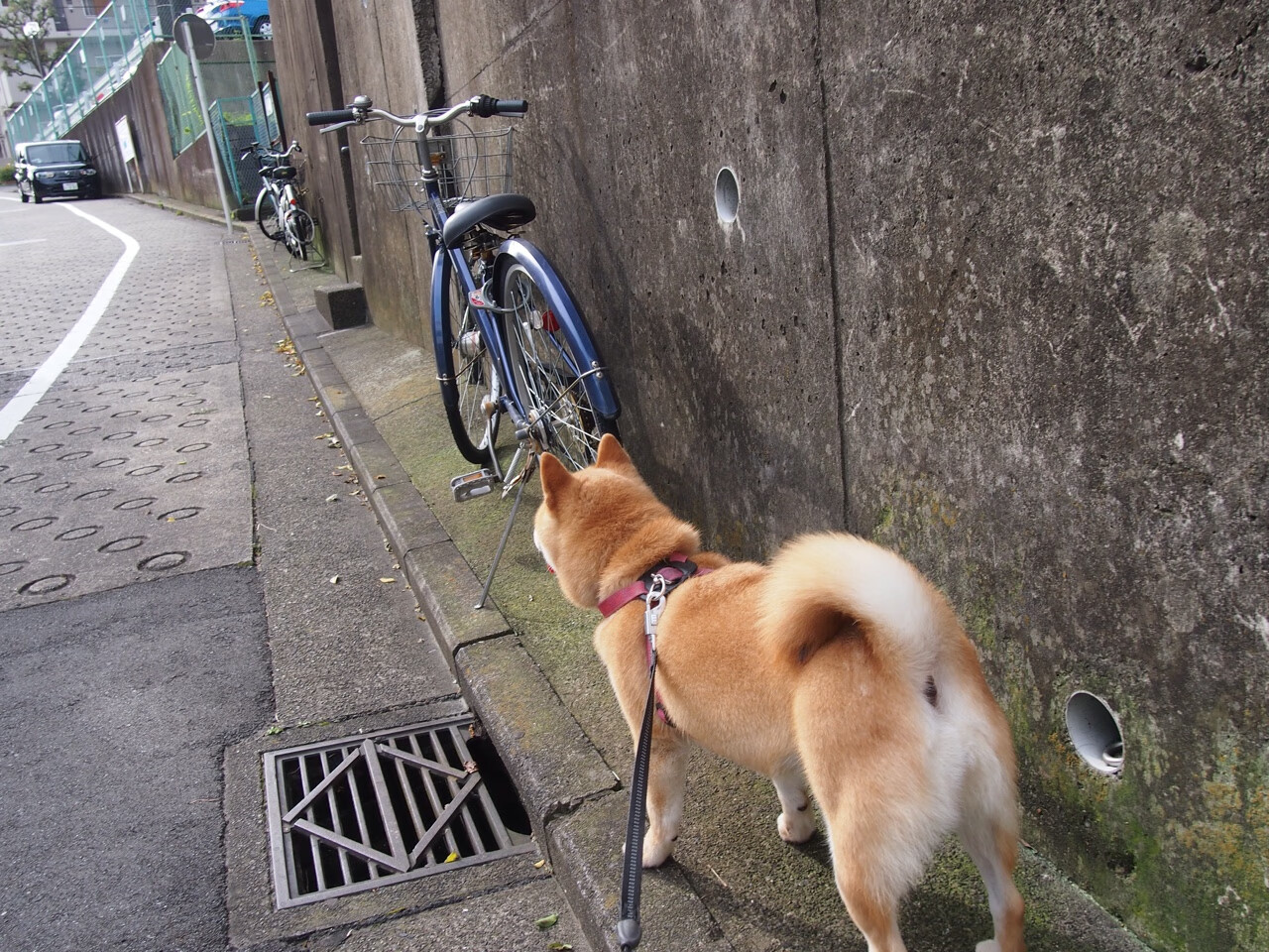 舞台铸就传奇,拉亚的崛起与德国对尼斯的强势终结