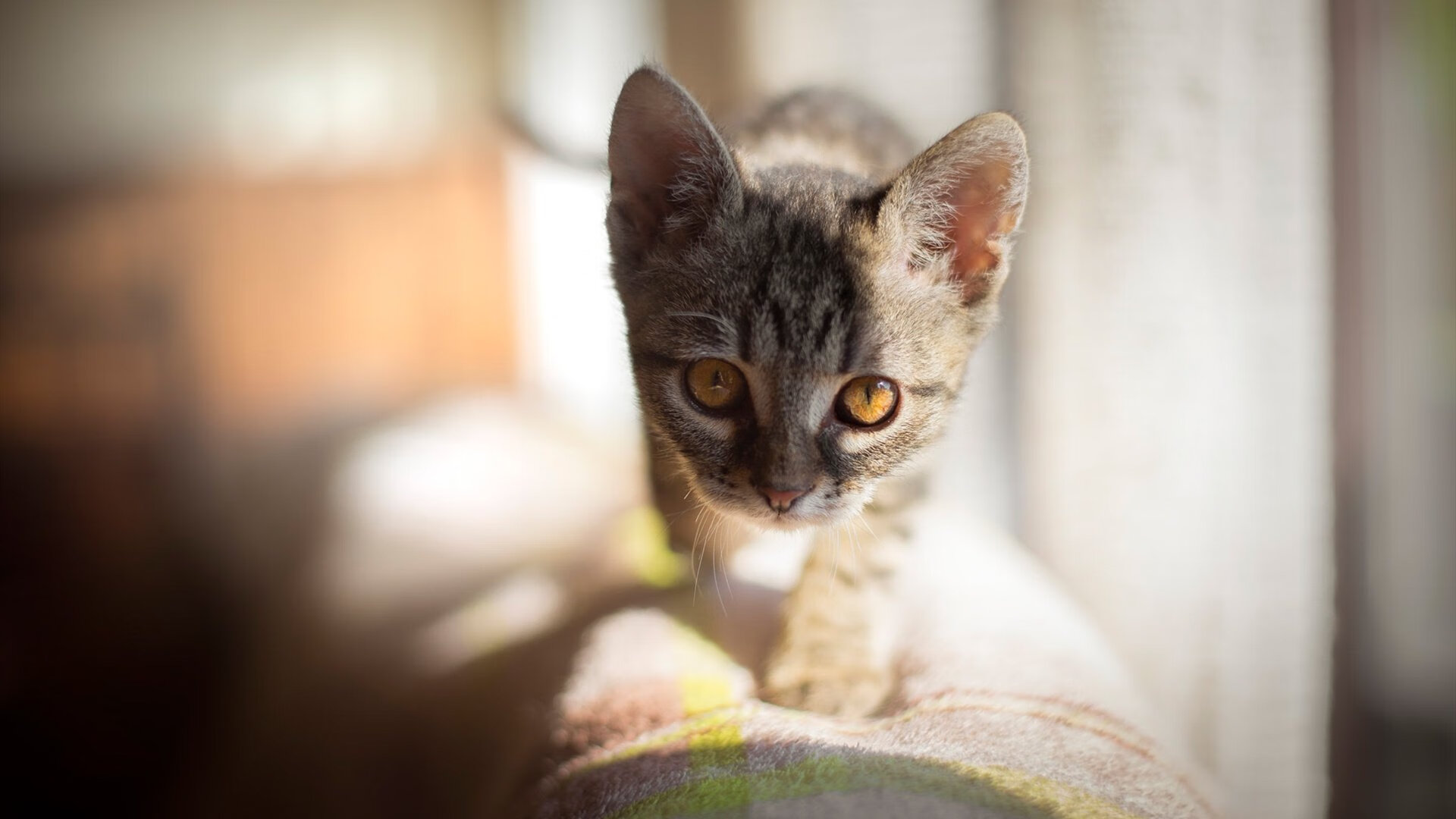 切特·霍姆格伦，魔术阵中的年轻巫师，用持续杀伤为奥兰多降下胜利甘霖