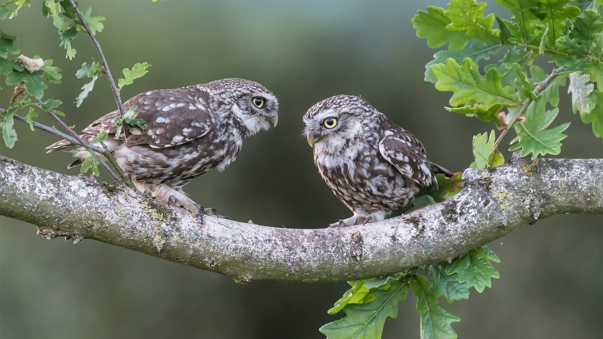 开云体育在线-库里三分如雨，深圳硬仗力克山西