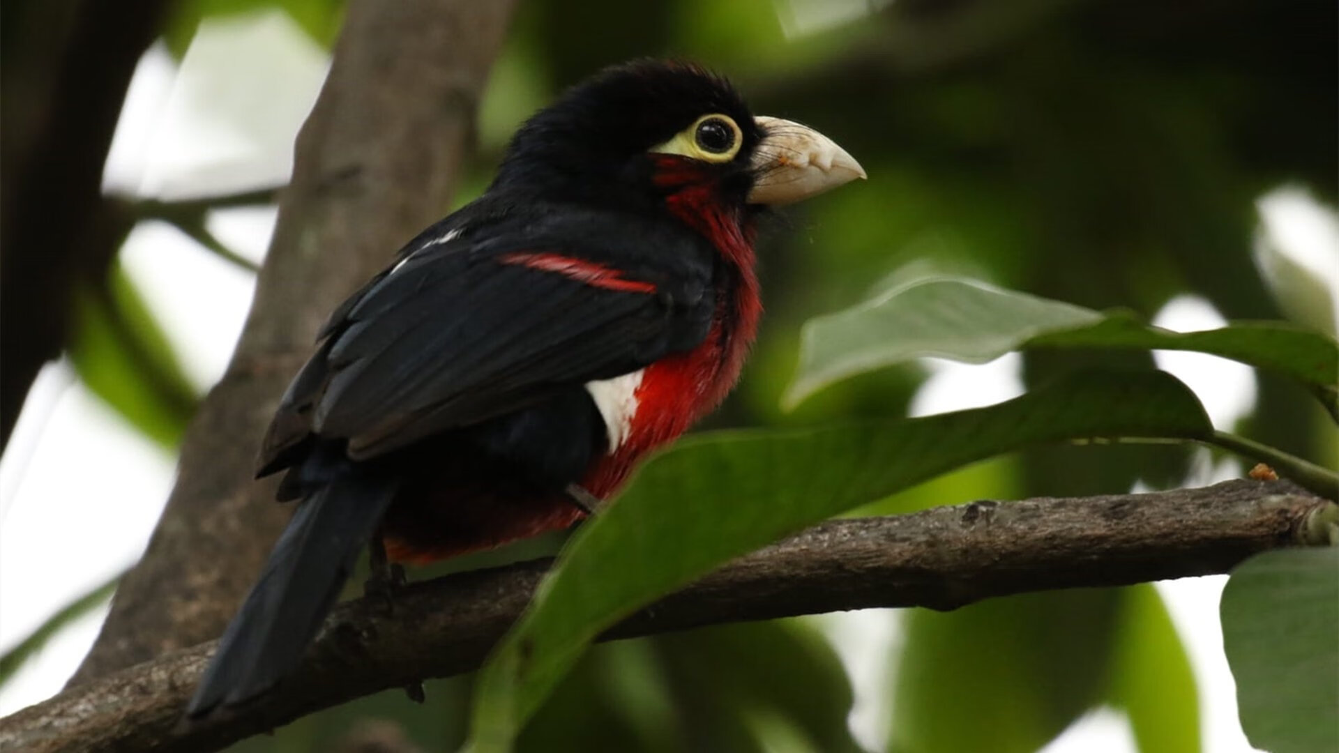 偶然对决的瞬间，必然传奇的诞生，乌拉圭一球定乾坤，克瓦拉茨赫利亚英超封神