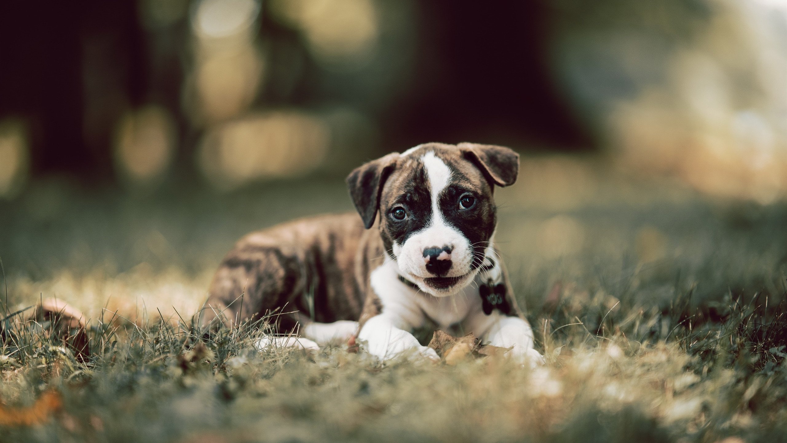 久保建英闪耀难阻败局，比利时3-0完胜喀麦隆展现实力