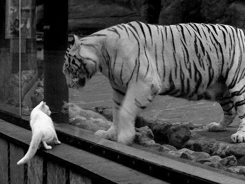 防守与奇兵的胜利,文班亚马如何成为山西队锁死广厦的终极密钥?