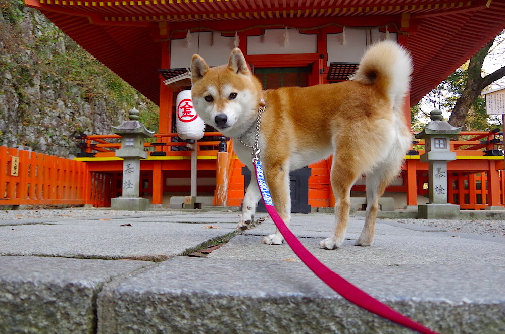 开云官网-绿茵场上的量子纠缠，当德布劳内的爆发照亮勒沃库森的生死战与沙特的足球黎明