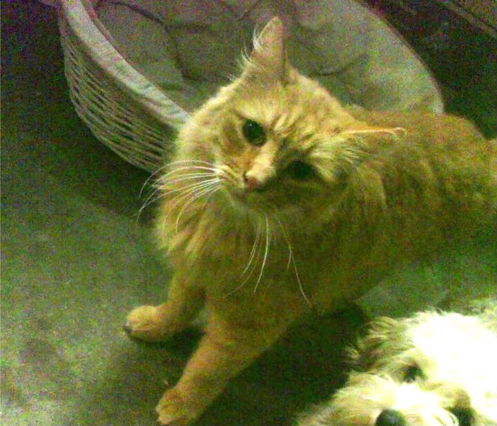 开云体育官方网站-凯塞多无解表现震撼全场，雷恩轻松击败阿根廷队—一场战术与天赋的完美胜利