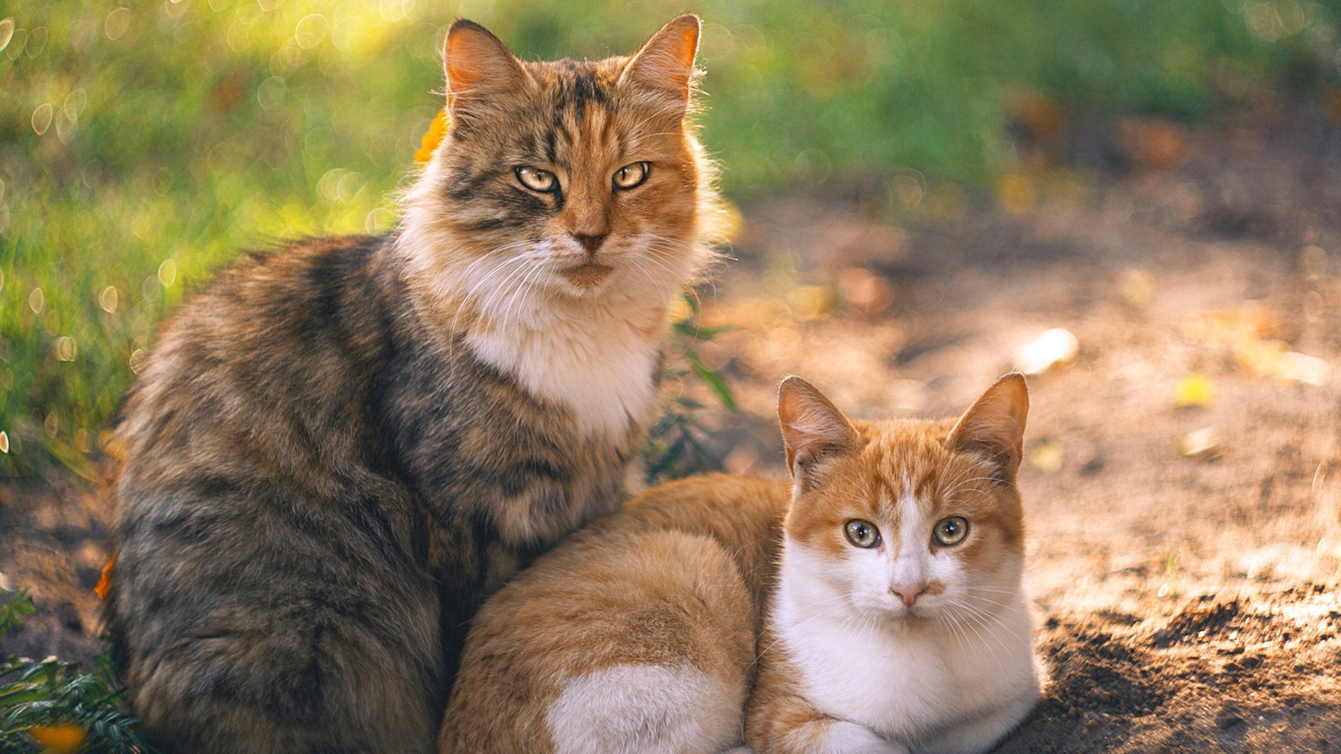 东契奇时刻与北境狼嚎，当代篮球的决胜法则
